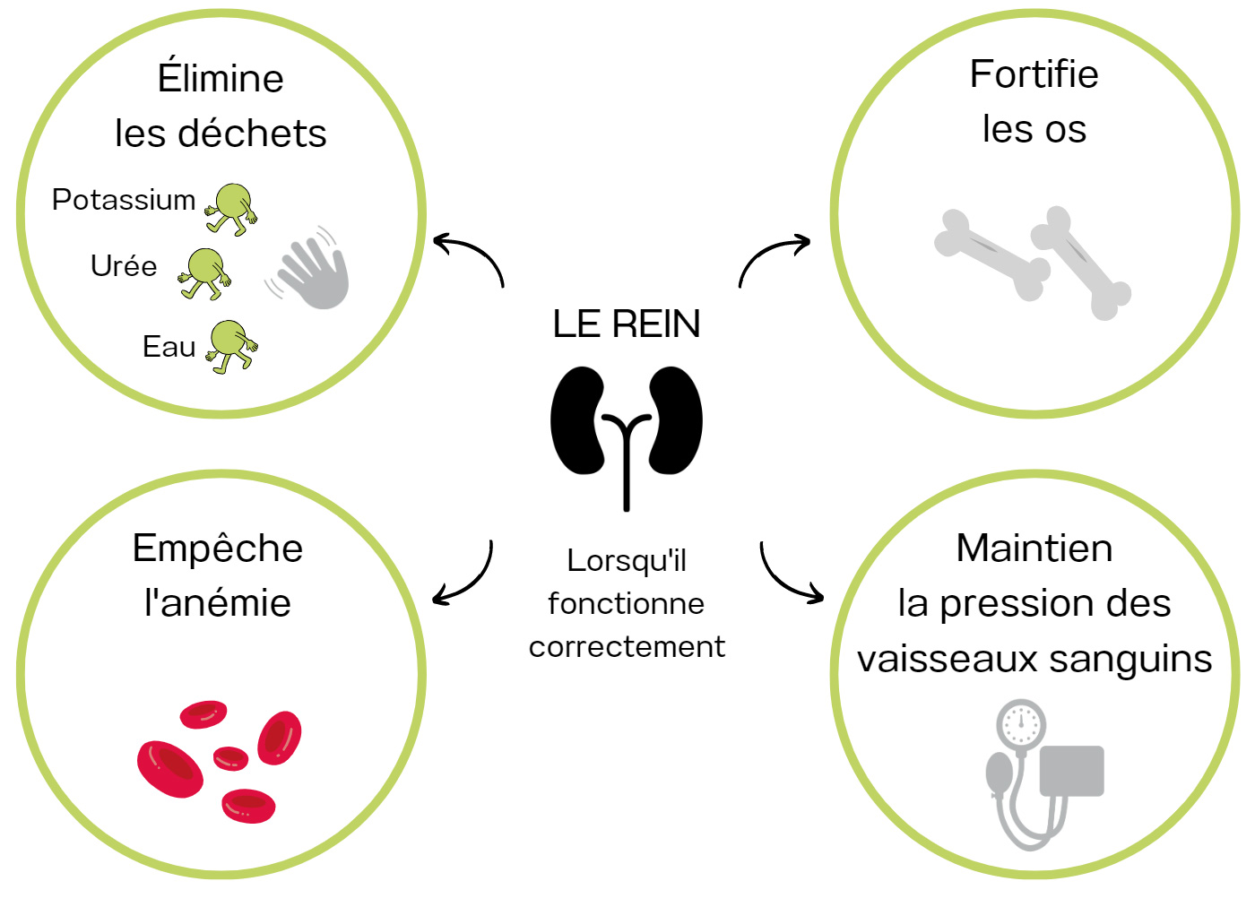 Le Rein